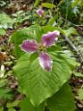 Trillium, Qualicum Beach